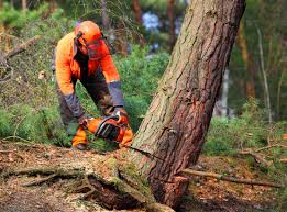 Best Stump Grinding and Removal  in South Highpoint, FL